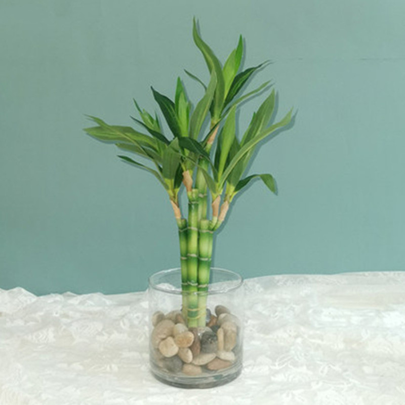 Outdoor Furniture Green - Nowa 40cm sztuczna roślina Lucky Bamboo,